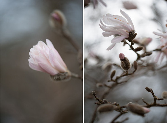 Macro blog comp 4