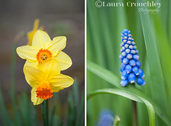 Macro blog comp 1