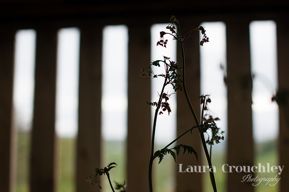 DSC_2296-Laura Crouchley