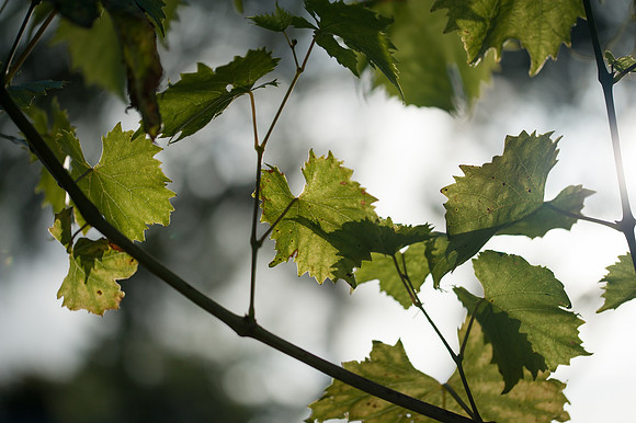 Laura Crouchley_DSC0674