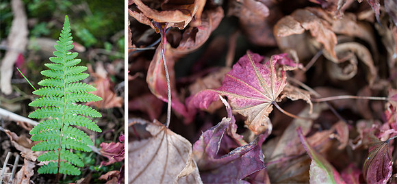 Autumn 2015, Blog comp 1