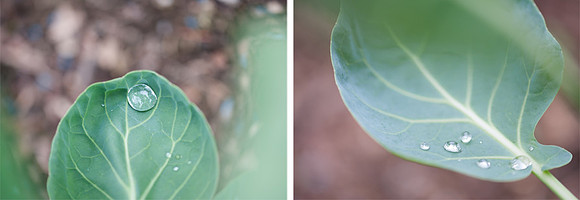 Autumn 2015, Blog comp 2