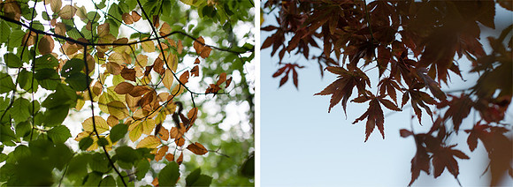 Autumn 2015, Blog comp 3