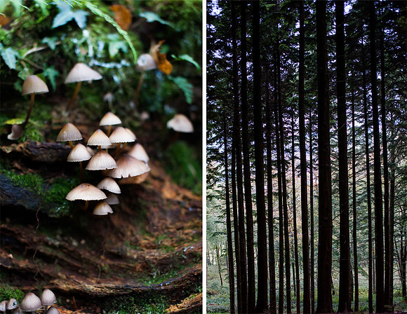 Autumn 2015, Blog comp 4